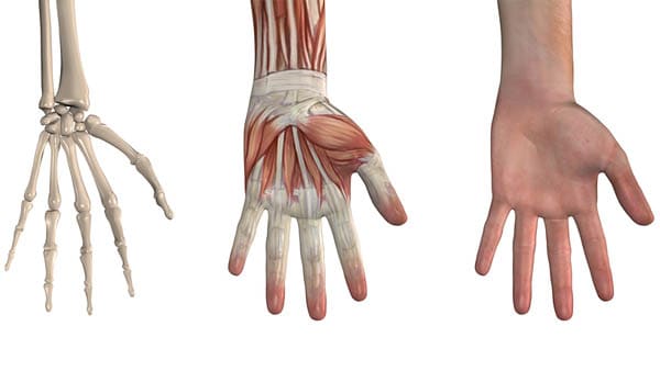 Arthrose du poignet à Bordeaux  Chirurgie de la main & du poignet