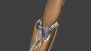 anatomie coude os et muscles docteur thomas waitzenegger chirurgien orthopedique paris 16
