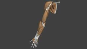 anatomie epaule os et muscles docteur thomas waitzenegger chirurgien orthopedique paris 16